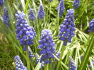 Muscari armeniacum (2014, April 01)