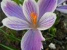 Crocus Pickwick (2014, March 12)