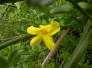 Jasminum nudiflorum (2014, April 11)