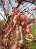 Prunus triloba (2014, March 27)