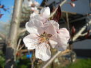 Prunus persica Davidii (2014, March 30)