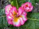 Double Primula, Pink (2014, March 14)