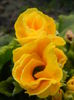 Double Primula, Yellow (2014, March 16)