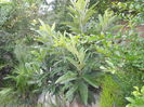 eryobotria japonica are 3 m