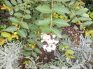 lagerstroemia indica acoma