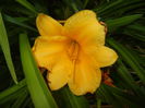 Hemerocallis Stella de Oro (2014, Sep.21)