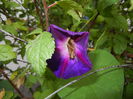 Morning Glory_Ipomoea (2014, Sep.15)