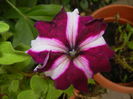 Petunia (2014, October 09)