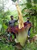 Amorphophallus titanium