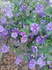 solanum rantonnetii