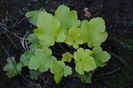 heuchera lime pie