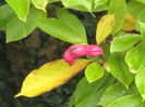 magnoliul