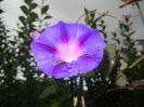 Morning Glory_Ipomoea (2014, Oct.18)