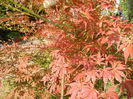 Acer palmatum Bloodgood (2014, Oct.19)