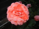 Rose Pleasure (2014, October 19)