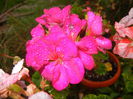 Bright Odette Geranium (2014, Sep.13)