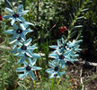 ixia_viridiflora