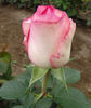 trandafir_soiul_bella_vita1