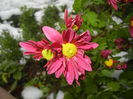 Purple & Yellow Chrysanth (2014, Oct.26)