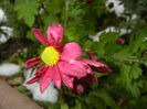 Purple & Yellow Chrysanth (2014, Oct.26)