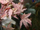 Acer palmatum Butterfly (2014, Nov.09)