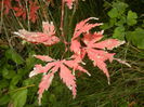 Acer palmatum Ariadne (2014, Nov.09)