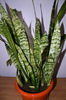 limba soacrei (sansevieria trifasciata)  8lei