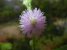 Mimosa pudica (2014, November 14)