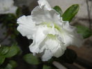 White Azalea (2014, December 01)