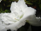 White Azalea (2014, December 01)