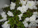 White Azalea (2014, December 07)