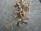 Graptopetalum paraguayense (N.E.Br.) E. Walther1938