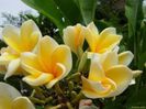 plumeria_bali-gold1