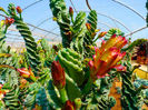 cereus spiralis