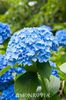 hydrangea nikko blue,ok