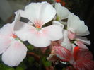 Light Pink Geranium (2014, Dec.11)