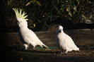 Cacatua galerita