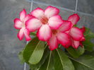 Adenium