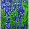 lavandula-angustifolia-blue-scent-early-blue-