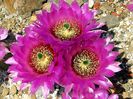 Echinocereus reichenbachi JRT 301 Barber .CO Kansas.