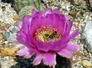 Echinocereus reichenbachi - a flower and ... a bee !