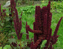 Amaranthus-red