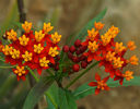 Asclepias-curassavica