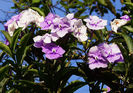 Brunfelsia-latifolia