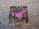 Conophytum klinghardtense subsp. baradii (Rawe) S.A.Hammer 1993. (5)