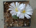 Conophytum limpidum S.A.Hammer 1993. (4)