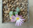 Conophytum tayloriorum ssp. ernianum (Loesch & Tischer) de Boer ex S.A.Hammer 1993.