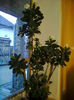 Euphorbia 100 lei