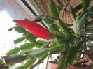 schlumbergera rosie