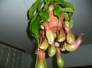 NEPENTHES ALATA